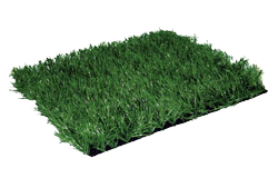 STADIO GRASS